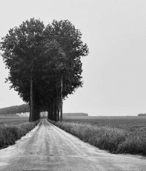 كريولانس السوري - استراقات - زياد عبدالله